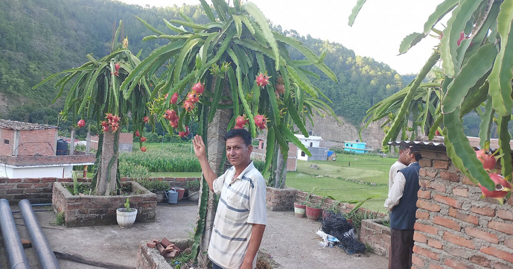 अर्घाखाँचीमा ड्रागन फल एउटै बोटमा ५० किलो फल्यो, लाखौं कमाउँदै भट्टराई